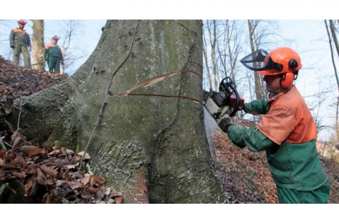 Stablo usmrtilo radnika u šumi