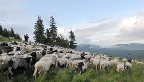 "Ovnijada" kod Vučje planine nakon dve decenije 