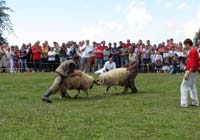 Sudar ovnova na Vučijoj planini 