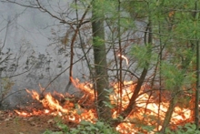 Ugašen požar u blizini škole, izgorjela četiri hektara borove šume