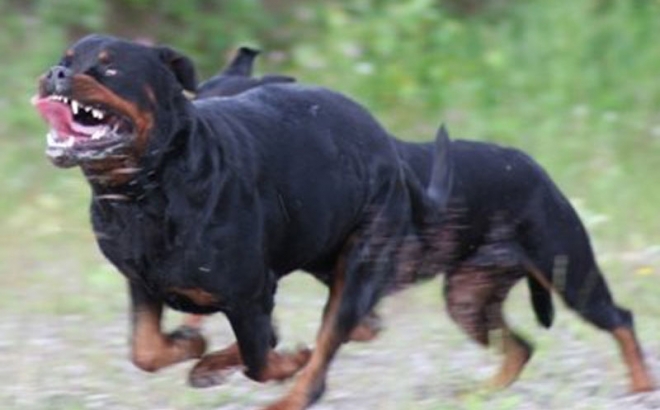 Rotvajleri izujedali starca u centru Teslića