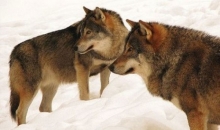 Ustrijeljen vuk u Čečavi