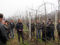 Zimska rezidba voća