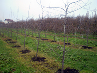 Planirani podsticaji za poljoprivredu i privredu